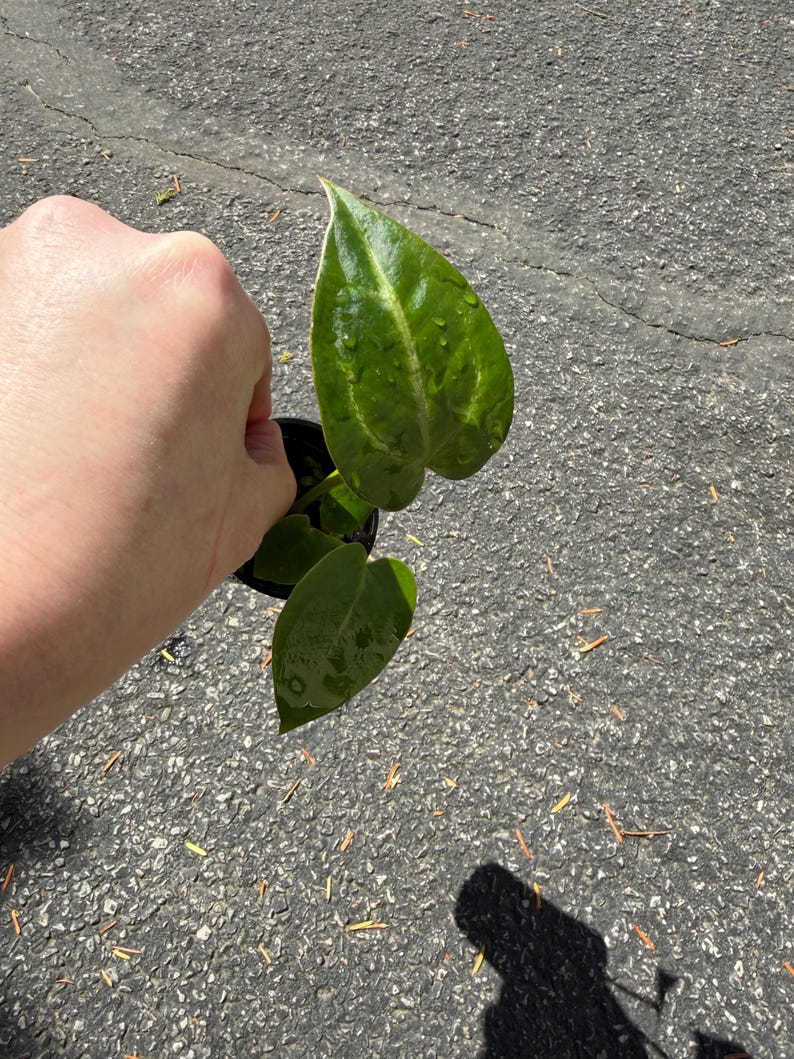 May include: A small potted plant featuring two heart-shaped, glossy green leaves with prominent lighter green veining and visible water droplets on the surface, held in a black plastic nursery container against a textured gray asphalt background.