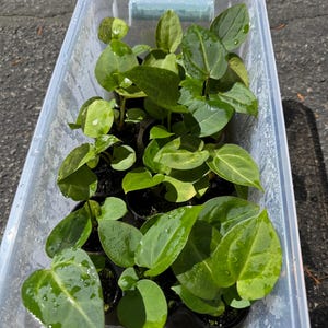 May include: A clear plastic storage bin containing multiple small potted plants with heart-shaped, glossy green leaves. The foliage displays visible water droplets on the surfaces, and the plants are arranged in individual black plastic nursery pots.