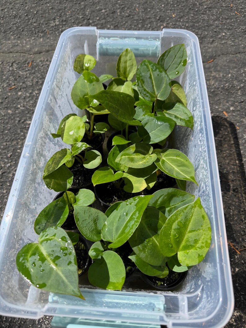 May include: A clear plastic storage bin containing multiple small potted plants with heart-shaped, glossy green leaves. The foliage displays visible water droplets on the surfaces, and the plants are arranged in individual black plastic nursery pots.