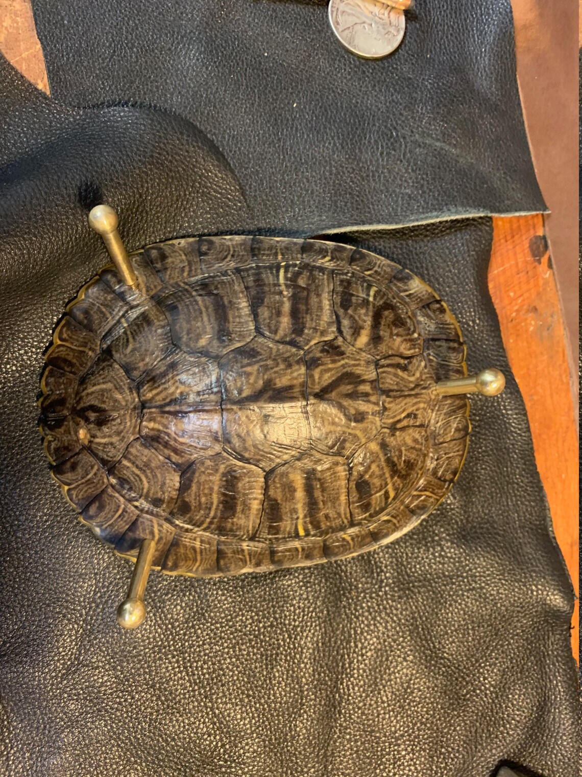 3 Leg Turtle Shell Bowls Etsy