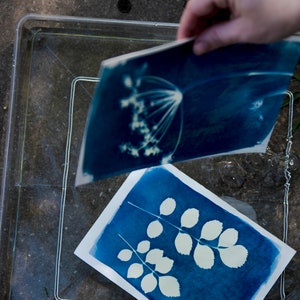 Peut inclure: Deux impressions cyanotypes, l'une avec une seule fleur et l'autre avec plusieurs feuilles, sont immerg&eacute;es dans un bac d'eau clair.