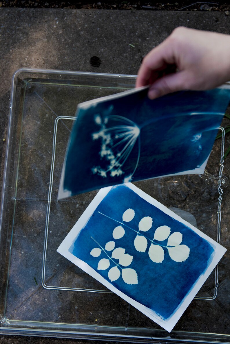 Peut inclure: Deux impressions cyanotypes, l'une avec une seule fleur et l'autre avec plusieurs feuilles, sont immerg&eacute;es dans un bac d'eau clair.