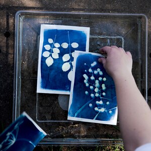 Peut inclure: Deux impressions cyanotypes de plantes sont plac&eacute;es dans un bac en plastique transparent rempli d'eau. Les impressions sont sur du papier blanc et montrent les contours de feuilles et de fleurs en blanc.