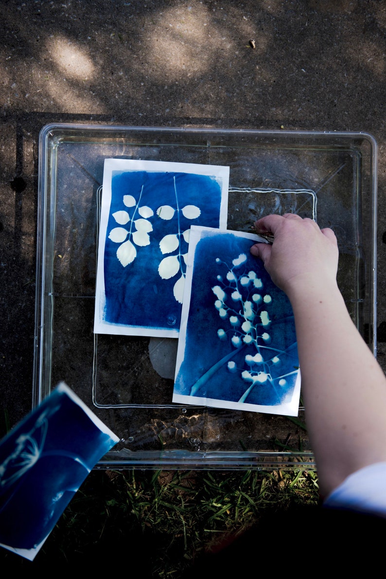 Peut inclure: Deux impressions cyanotypes de plantes sont plac&eacute;es dans un bac en plastique transparent rempli d'eau. Les impressions sont sur du papier blanc et montrent les contours de feuilles et de fleurs en blanc.