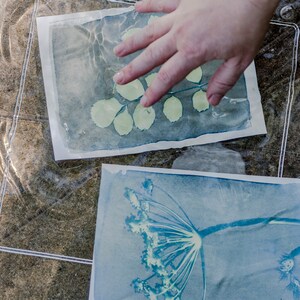 Peut inclure: Deux impressions cyanotypes, l'une avec une branche feuillue et l'autre avec une fleur, sont immerg&eacute;es dans un bac d'eau clair. Une main appuie sur l'impression sup&eacute;rieure.