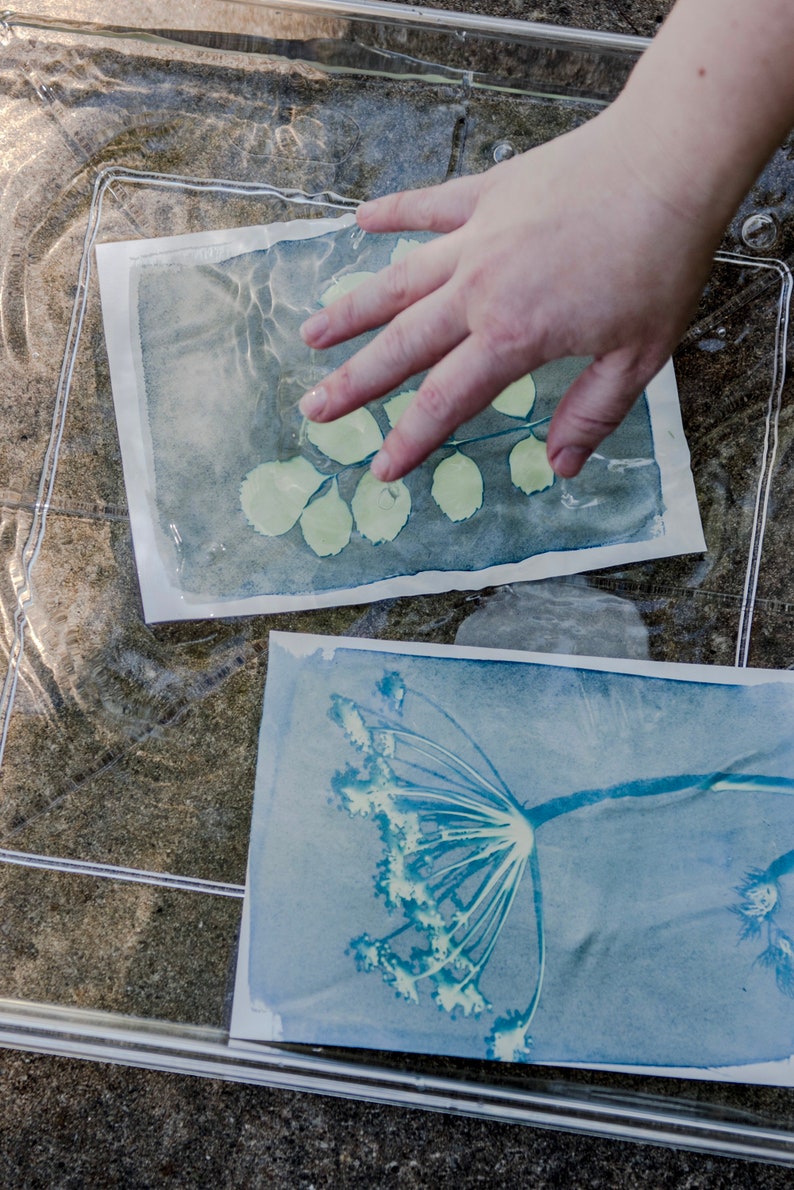 Peut inclure: Deux impressions cyanotypes, l'une avec une branche feuillue et l'autre avec une fleur, sont immerg&eacute;es dans un bac d'eau clair. Une main appuie sur l'impression sup&eacute;rieure.