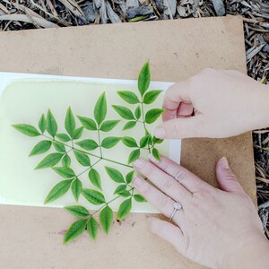 Peut inclure: Des mains posent une branche de feuilles vertes sur une feuille de papier jaune clair sur une surface brune.