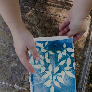 Peut inclure: Un tirage cyanotype d'un motif de feuilles dans un bac en plastique transparent rempli d'eau.