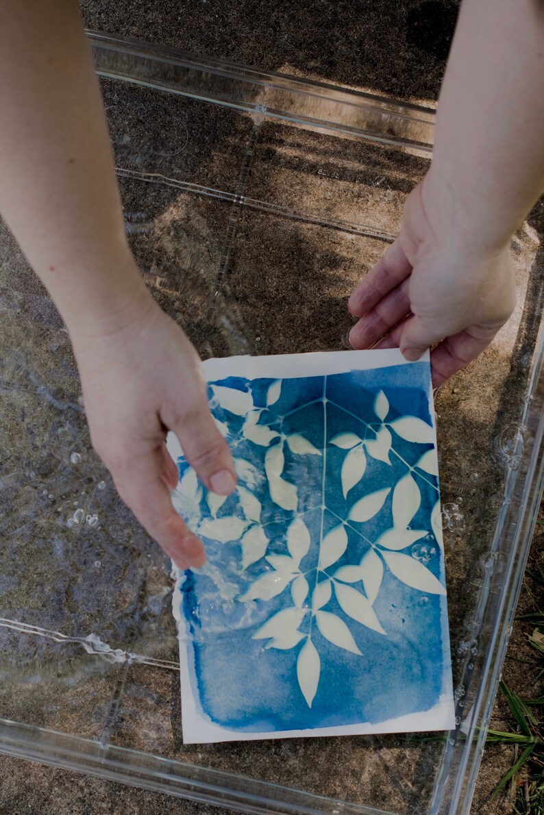 Peut inclure: Un tirage cyanotype d'un motif de feuilles dans un bac en plastique transparent rempli d'eau.
