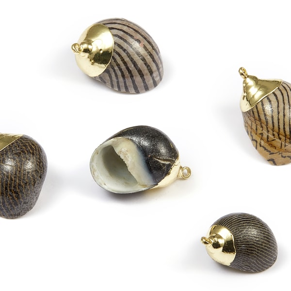 Whelk Seashell Charms - Seashell Earrings and Pendant - Gold Tone Plated Earrings - Natural Seashell - 1 Hole - 26.3x14.89 - SF1104