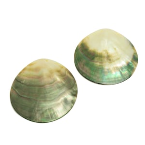 Pode incluir: Duas conchas iridescentes verde e branco com acabamento perolado.