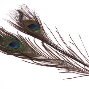 Natural Peacock Feather - Tail Eye Feather - (20-30cm) - Feathers for Jewelry, Costumes, Millinery, Decoration, Crafts - 10 Pieces - FF1010
