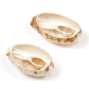 Open Cowrie Charms - Mussel Shell Earrings - Cut Open Seashell Pendant - Natural Seashell Earrings - 35.21x17.5x6.89mm - SF1015
