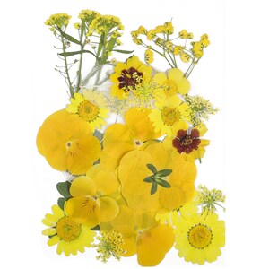 Flores prensadas secas para artesanías - Paquete de mezcla de flores prensadas - Arte de flores prensadas secas - Flores reales secas - Fabricación de tarjetas - 145x106mm - HM1026