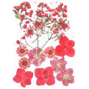 Flores prensadas secas para artesanías - Flowers Mix Pack - Dry Pressed Flower Art - Real Flowers for Resin - Card Making - 145x106mm - HM1021