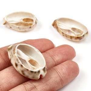 Peut inclure: Trois coquillages naturels avec un motif tacheté. Un coquillage est tenu dans une main, mettant en valeur sa structure interne. Les coquillages ont une palette de couleurs beige et marron, avec un aspect lisse et poli. Ces coquillages sont parfaits pour l'artisanat ou la décoration.