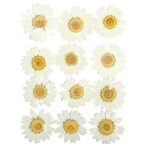 Flores reales secas para artesanías - Blanco prensado Bai Jingju - Arte de flores prensadas secas - Flores reales secas - Fabricación de tarjetas - 123.85x90mm - HM1044