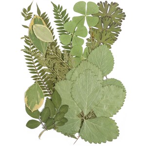 Getrocknete gepresste Blumen zum Basteln - Gepresste Blumen Mix Pack - Trockengepresste Blumenkunst - Getrocknete echte Blumen - Kartenherstellung - 145x106mm - HM1023