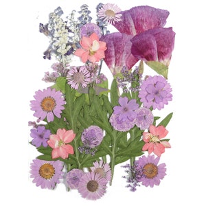 Flores prensadas secas para artesanías - Paquete de mezcla de flores prensadas - Arte de flores prensadas secas - Flores reales secas - Fabricación de tarjetas - 145x106mm - HM1025