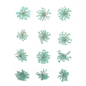 Dried Real Flowers For Crafts - Pressed Sky Blue Snow Bead Flower - Dry Pressed Flower Art - Dried Real Flowers - 123.85x90.09mm - HM1035
