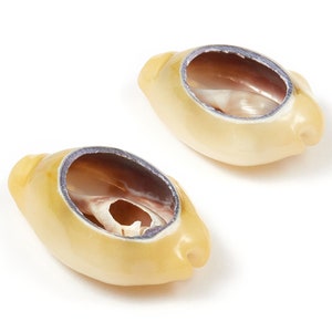Open Cowrie Charms - Pendientes de concha de mejillón - Colgante de concha marina abierta cortada - Pendientes naturales de concha marina - 26.63x18.73x8.41mm - SF1013