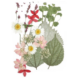 Flores prensadas secas para artesanías - Paquete de mezcla de flores prensadas - Arte de flores prensadas secas - Flores reales secas - Fabricación de tarjetas - 145x106mm - HM1028