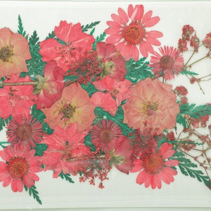 Fleurs pressées séchées pour l’artisanat - Pressed Flowers Mix Pack - Art floral pressé à sec - Fleurs vraies séchées - Fabrication de cartes - 145x106mm - HM1024