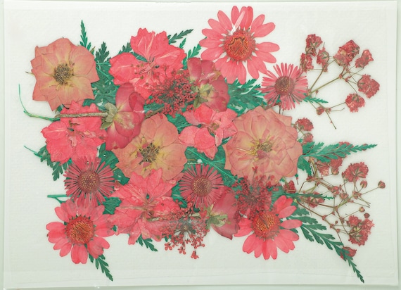 Pressed Flower Art, Dry Flowers, Dried Pressed Flowers for Crafts