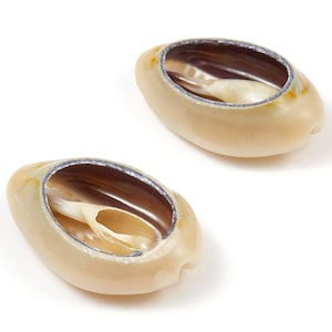 Open Cowrie Charms - Cut Open Seashell Earrings and Pendant - Mussel Shell Earrings - Natural Seashell Earring - 20.76x15.47x9.63mm - SF1050