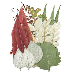 Flores prensadas secas para artesanías - Paquete de mezcla de flores prensadas - Arte de flores prensadas secas - Flores reales secas - Fabricación de tarjetas - 145x106mm - HM1031