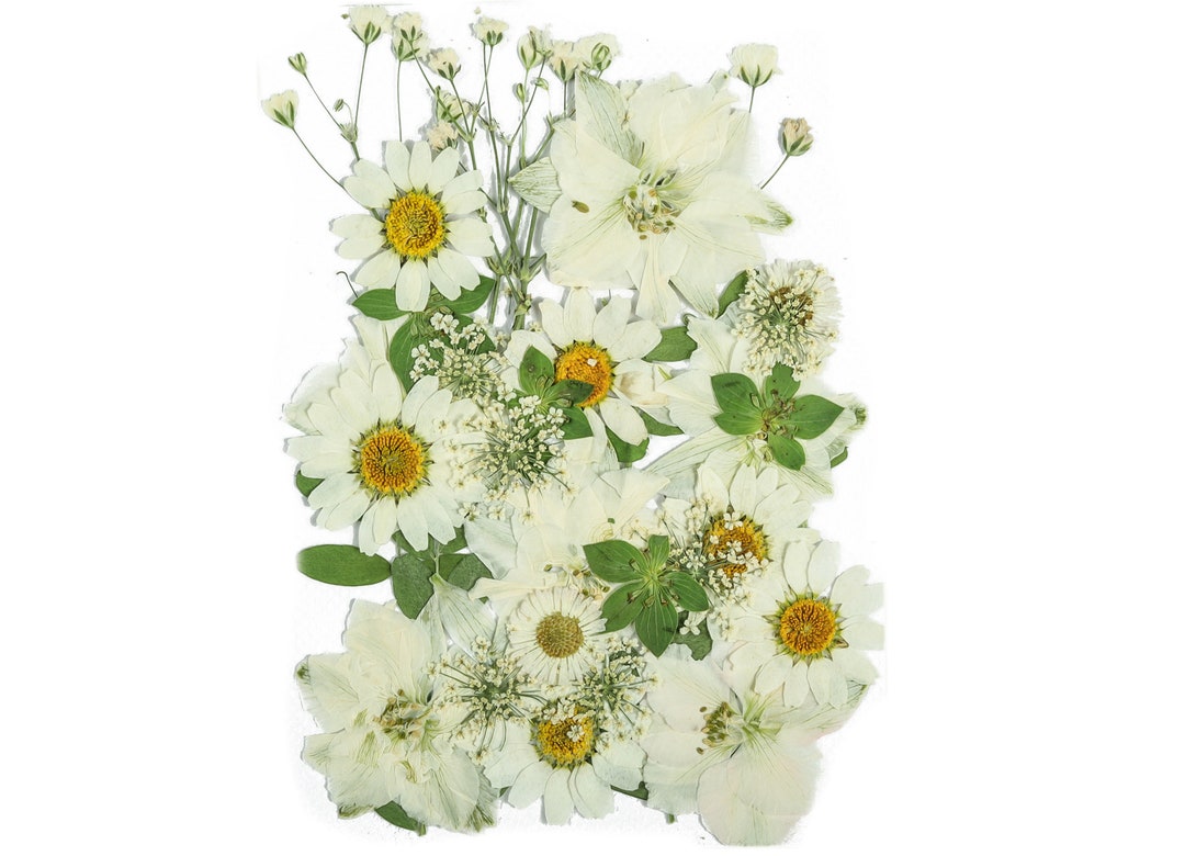 Dried Pressed Flowers for Crafts Natural Flowers and Leaves Mix Pack Flower Art Dried Real