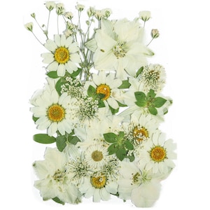 Fiori pressati secchi per artigianato - Pacchetto mix di fiori e foglie naturali - Arte floreale - Fiori reali essiccati - Creazione di carte - 145x106mm - HM1020