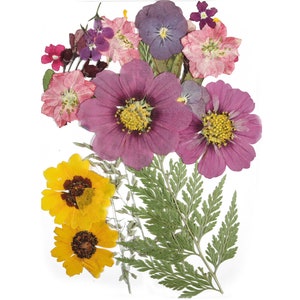 Flores prensadas secas para artesanías - Paquete de mezcla de flores prensadas - Arte de flores prensadas secas - Flores reales secas - Fabricación de tarjetas - 145x106mm - HM1022