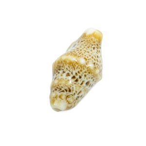 Cuentas de concha de cerámica - Cuentas artesanales para collares o pulseras - Accesorios costeros rústicos - Suministros para hacer texturas - 20 x 11 x 10,73 mm - NS2775J