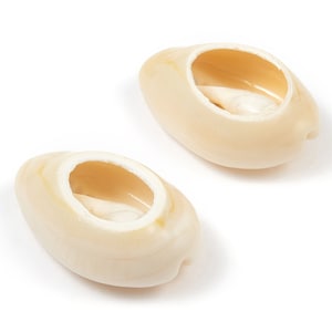 Open Cowrie Charms - Mussel Shell Earrings - Cut Open Seashell Pendant - Natural Seashell Earrings - 22.46x15.15x8.53mm - SF1051