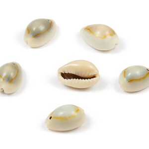Muschel Muschel Charms - Muschel Muschel Ohrringe und Anhänger - Natürliche Muschel Ohrringe - 1 Loch - 18,22x11,18x9,32mm - SF1044