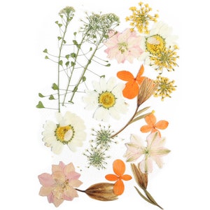Flores secas prensadas para artesanato - Pacote de mistura de flores prensadas - Arte de flores prensadas a seco - Flores reais secas - Fabricação de cartões - 145x106mm - HM1029