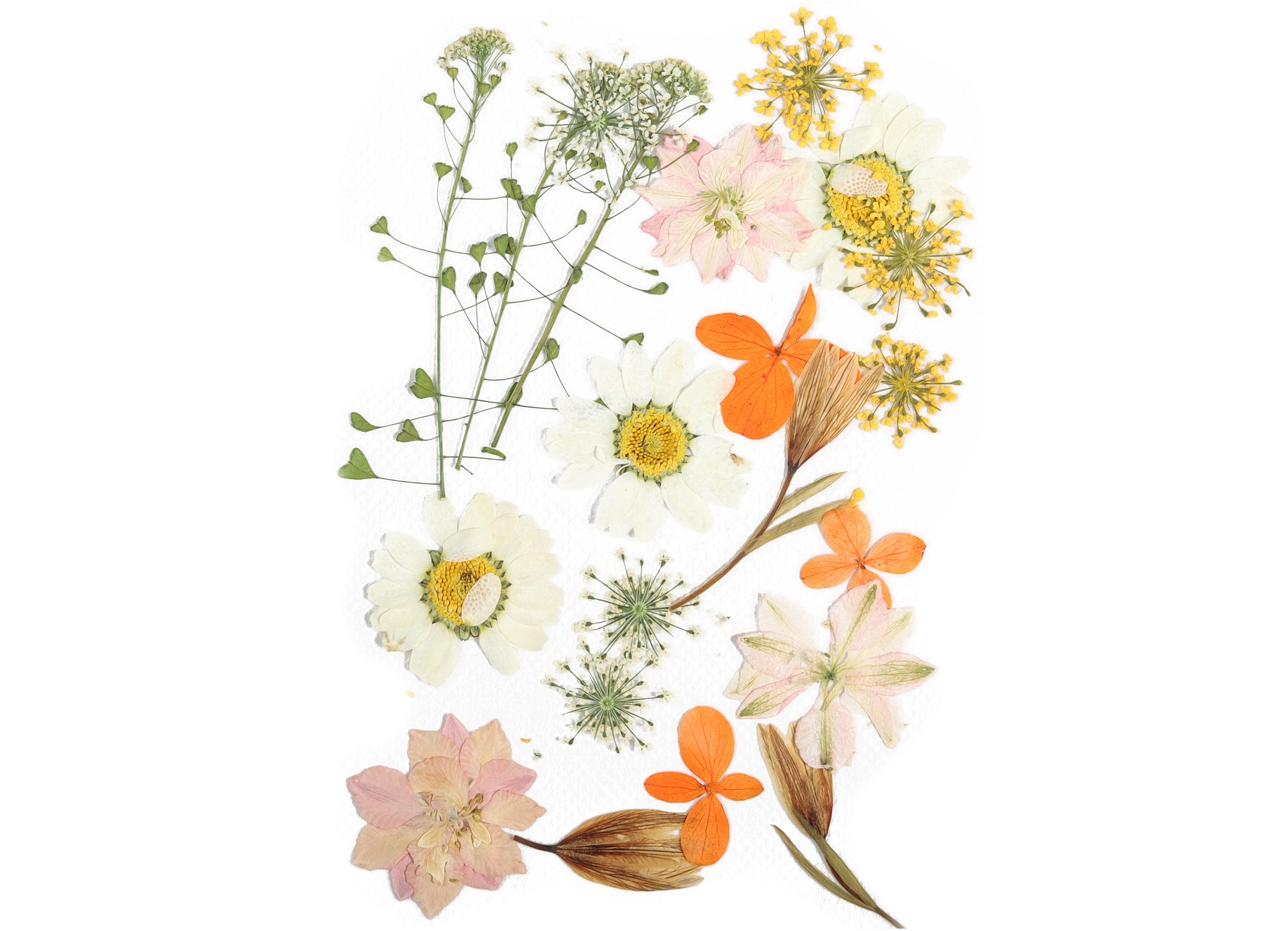 PRESSED FLOWERS FOR CRAFTS AND HOBBIES