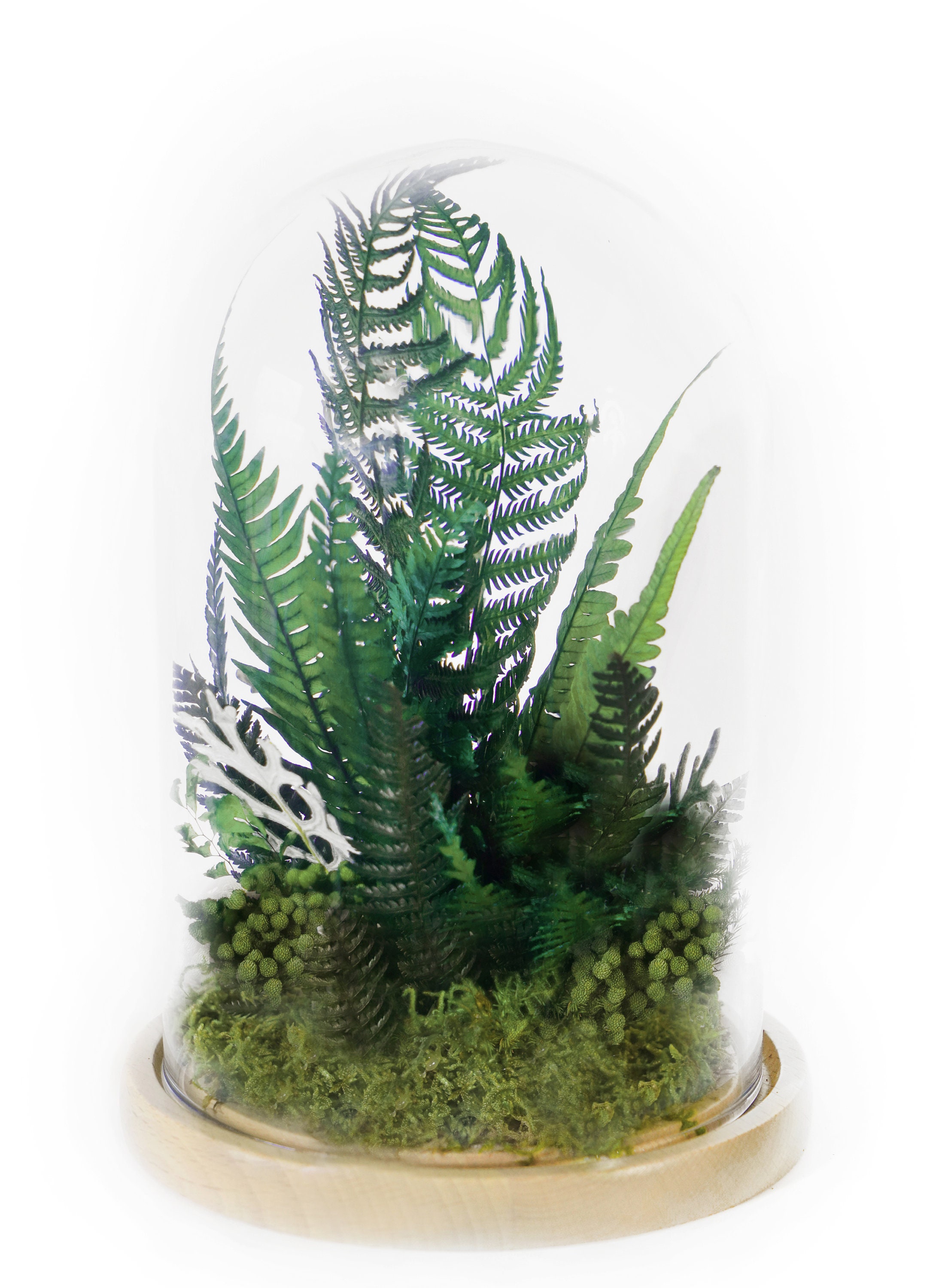 Preserved plants under glass dome Botanical art Long lasting | Etsy