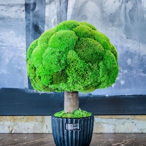 Könnte beinhalten: Ein grüner Moos-Topiary-Baum in einem schwarzen Topf. Der Baum ist rundlich geformt und hat einen braunen Stamm. Der Topf hat ein geripptes Design.
