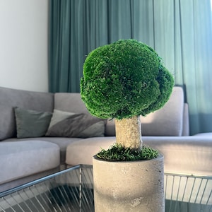 Könnte beinhalten: Ein kleiner künstlicher Moosbaum in einem grauen Betontopf. Der Baum steht auf einem Glastisch mit einem grauen Sofa im Hintergrund.