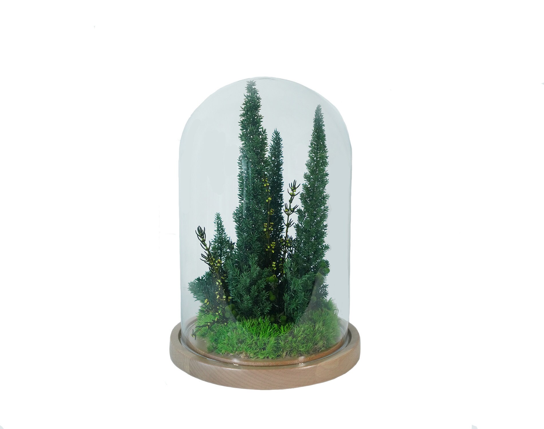 Preserved plants under glass dome Botanical art Long lasting Etsy