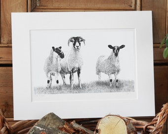 Sheep Art Print Giclee Limited Edition