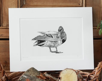 Mallard Duck Art Print Giclee Limited Edition