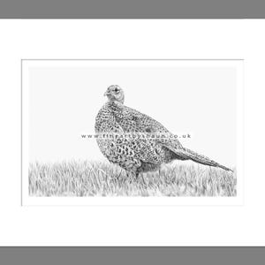 Pheasant Art Print Giclee Limited Edition