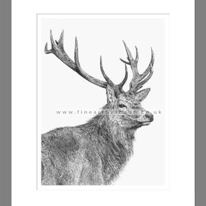 Stag Deer Art Print Giclee Limited Edition