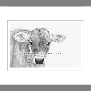 Calf Cow Art Print Giclee Limited Edition