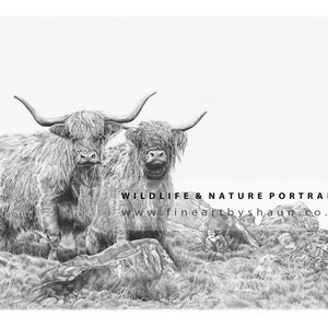 Highland Cattle Coo Art Print Limited Edition Giclee image 2