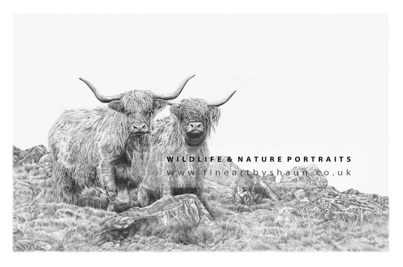 Highland Cattle Coo Art Print Limited Edition Giclee image 2