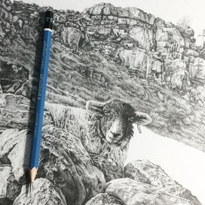 Pu&ograve; includere: Un disegno a matita in bianco e nero di una pecora in un paesaggio roccioso. La pecora sta guardando direttamente lo spettatore. Il disegno &egrave; fatto in uno stile realistico.